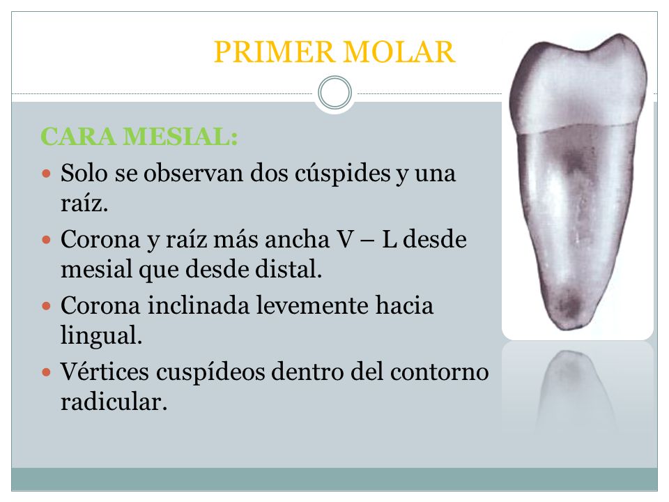 PRIMER MOLAR CARA MESIAL: Solo se observan dos cúspides y una raíz.