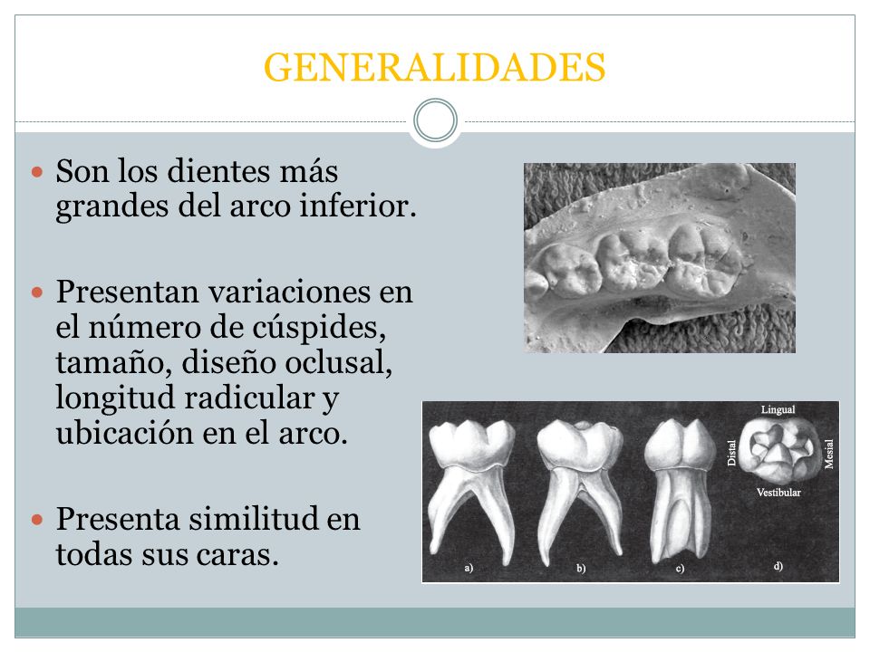GENERALIDADES Son los dientes más grandes del arco inferior.