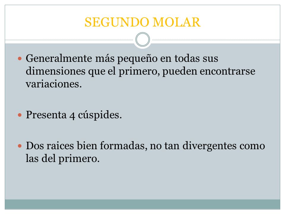 SEGUNDO MOLAR Generalmente más pequeño en todas sus dimensiones que el primero, pueden encontrarse variaciones.