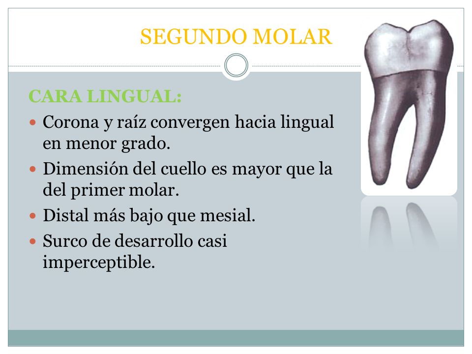 SEGUNDO MOLAR CARA LINGUAL: