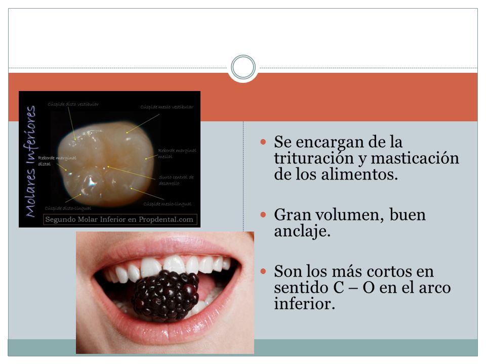 Se encargan de la trituración y masticación de los alimentos.