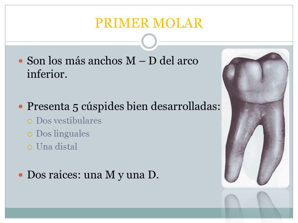 PRIMER MOLAR Son los más anchos M – D del arco inferior.