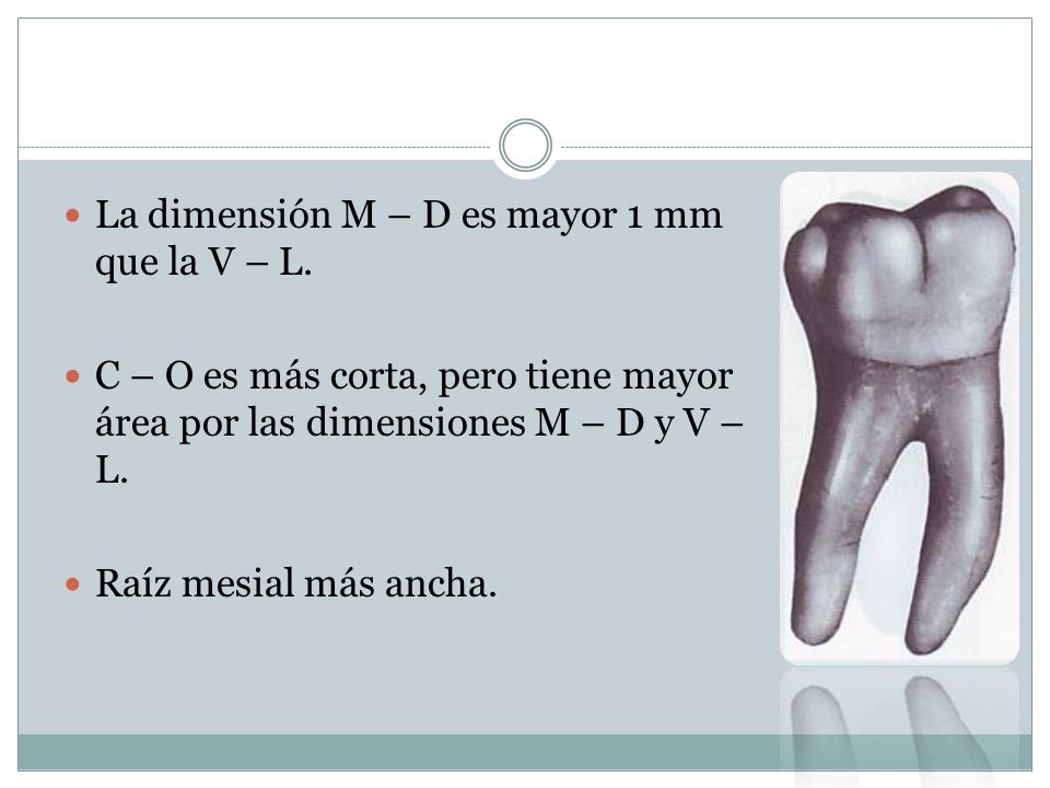 La dimensión M – D es mayor 1 mm que la V – L.
