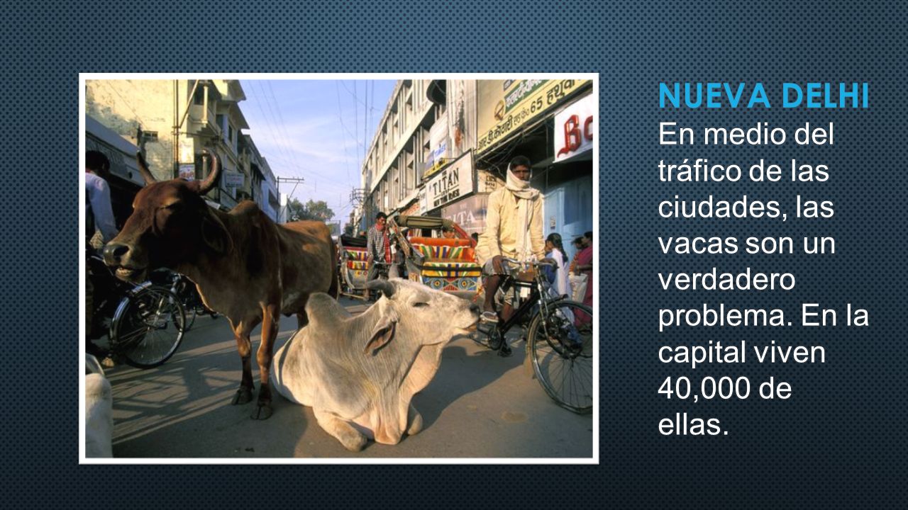 Nueva delhi En medio del tráfico de las ciudades, las vacas son un verdadero problema.