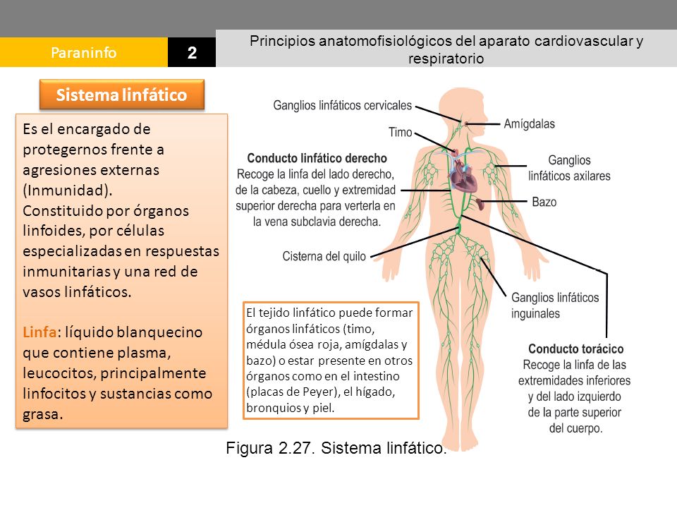 Sistema linfático Es el encargado de protegernos frente a agresiones externas (Inmunidad).