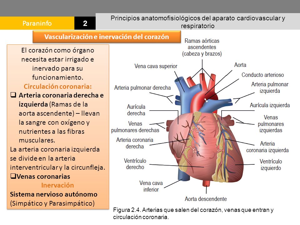 Vascularización e inervación del corazón Circulación coronaria: