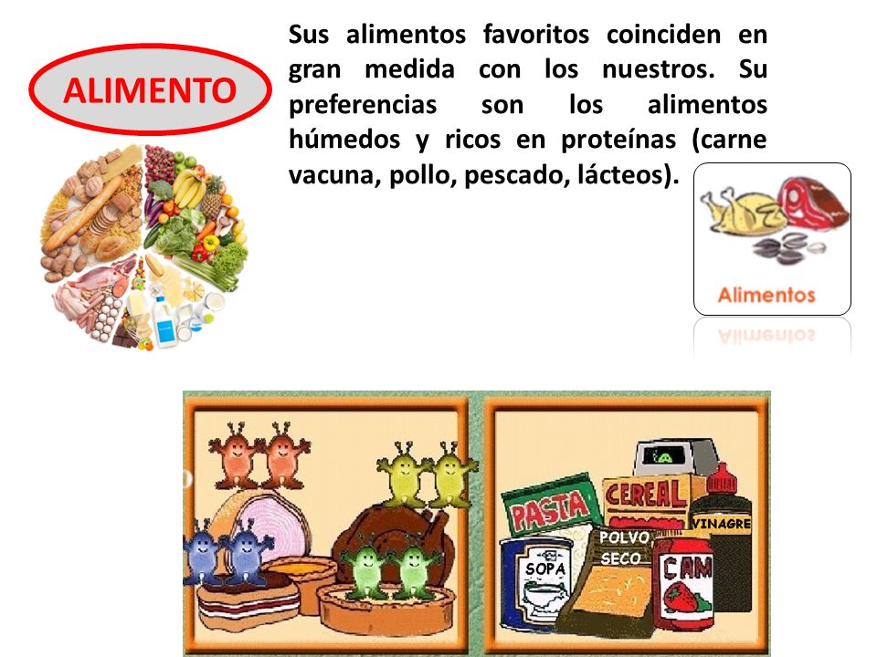 Sus alimentos favoritos coinciden en gran medida con los nuestros