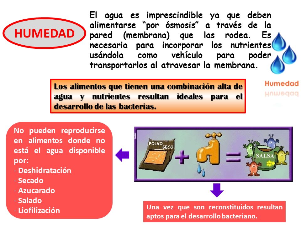 El agua es imprescindible ya que deben alimentarse por ósmosis a través de la pared (membrana) que las rodea. Es necesaria para incorporar los nutrientes usándola como vehículo para poder transportarlos al atravesar la membrana.