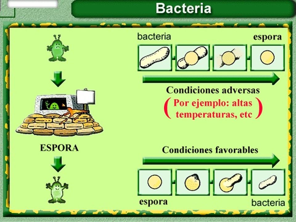 Existe un grupo de bacterias que ante condiciones desfavorables (de humedad, temperatura, etc) poseen la capacidad de formar esporas y no mueren. Cuando las condiciones vuelven a ser favorables salen de esa coraza que las protege, y vuelven a estado vegetativo.