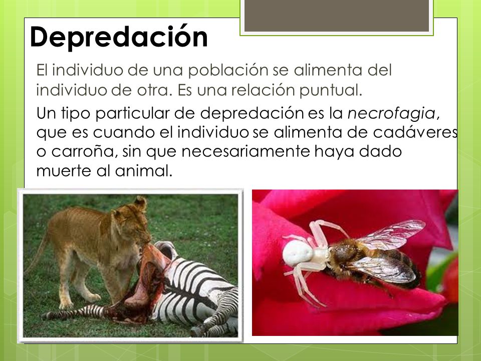 Depredación El individuo de una población se alimenta del individuo de otra. Es una relación puntual.