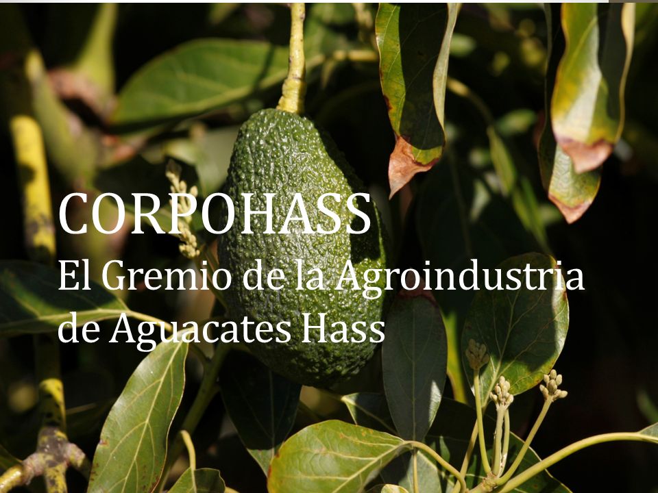 CORPOHASS El Gremio de la Agroindustria de Aguacates Hass
