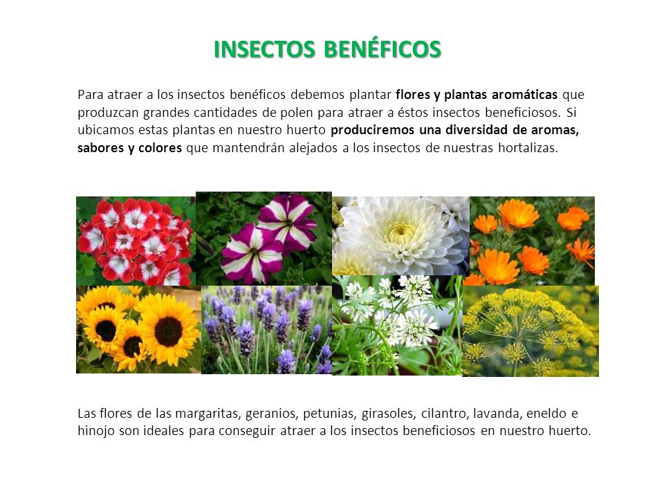 INSECTOS BENÉFICOS