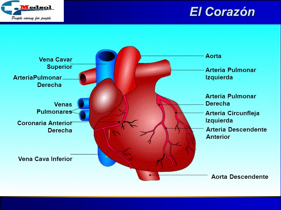 El Corazón Aorta Vena Cavar Superior Arteria Pulmonar Izquierda