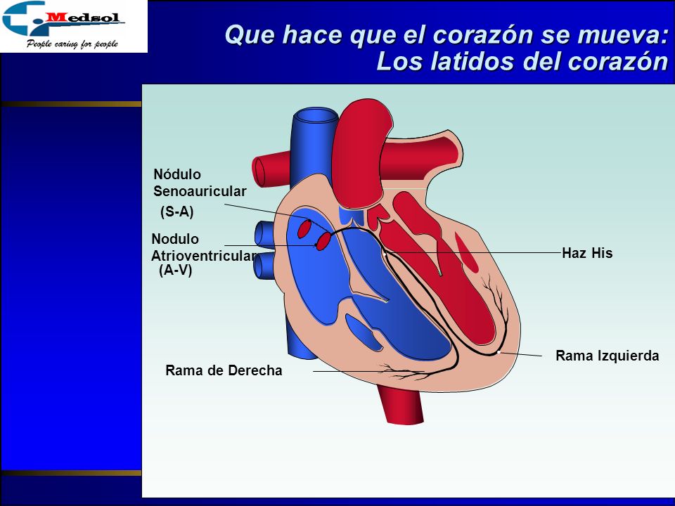 Que hace que el corazón se mueva: Los latidos del corazón