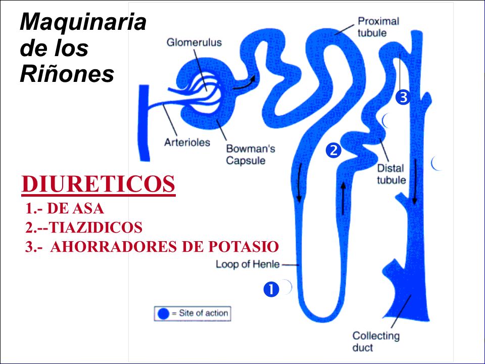 Maquinaria de los Riñones DIURETICOS    mmmmnn 1.- DE ASA