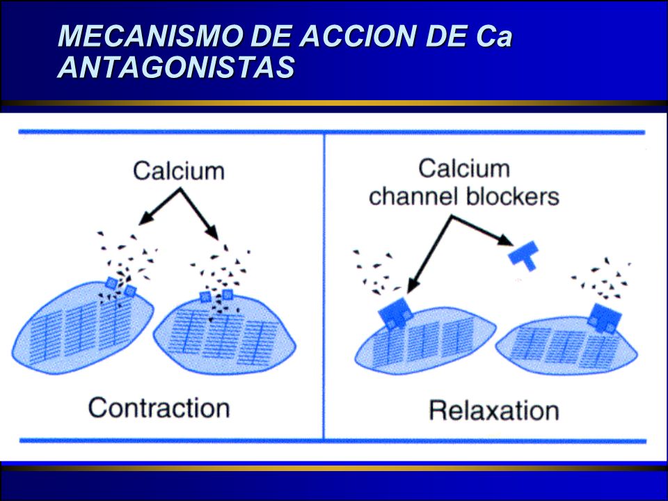 MECANISMO DE ACCION DE Ca ANTAGONISTAS