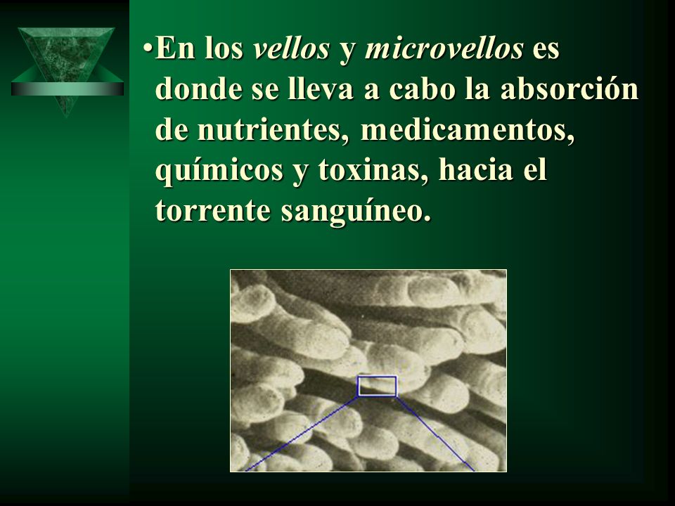 En los vellos y microvellos es donde se lleva a cabo la absorción de nutrientes, medicamentos, químicos y toxinas, hacia el torrente sanguíneo.