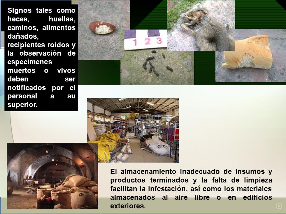 Signos tales como heces, huellas, caminos, alimentos dañados, recipientes roídos y la observación de especímenes muertos o vivos deben ser notificados por el personal a su superior.
