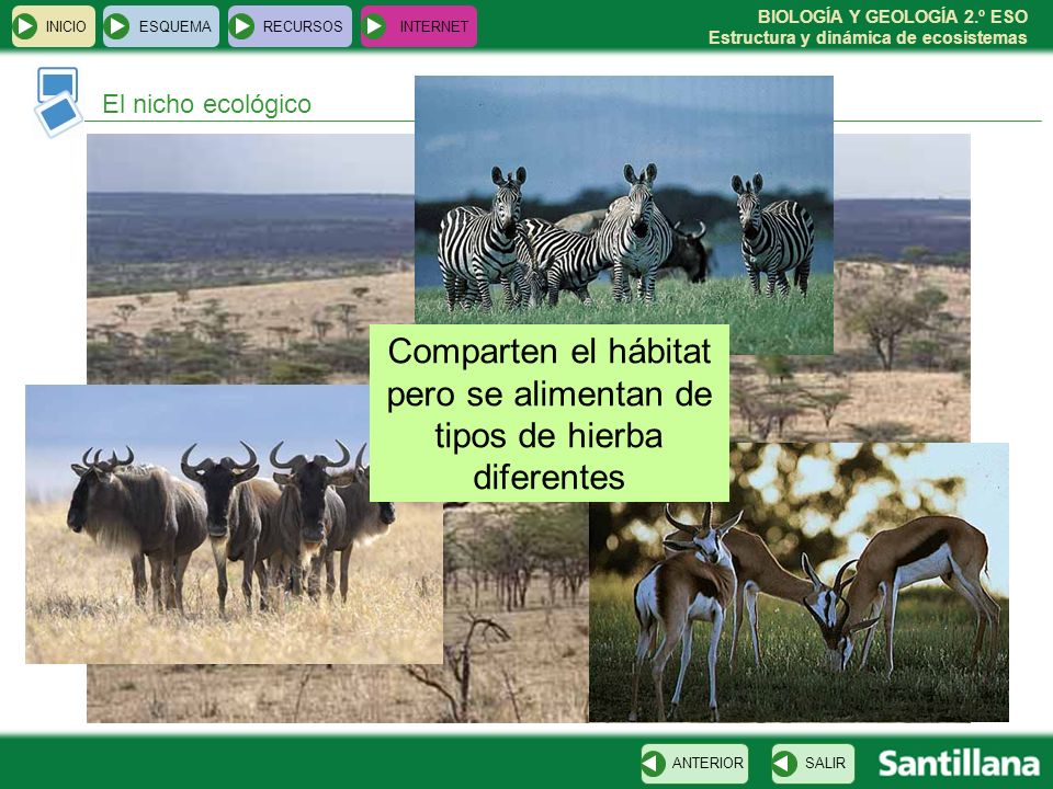 Comparten el hábitat pero se alimentan de tipos de hierba diferentes