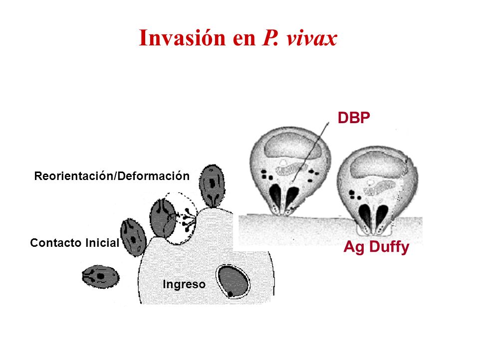 Invasión en P. vivax DBP Ag Duffy Reorientación/Deformación
