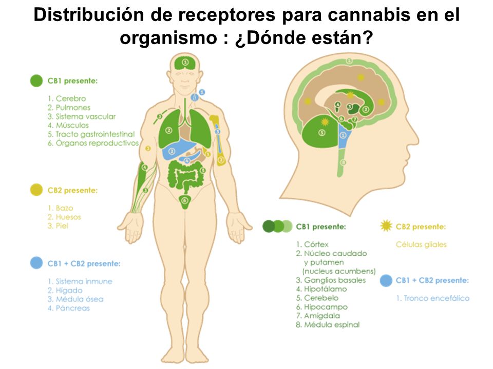 Distribución de receptores para cannabis en el organismo : ¿Dónde están