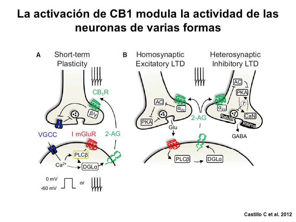 La activación de CB1 modula la actividad de las neuronas de varias formas