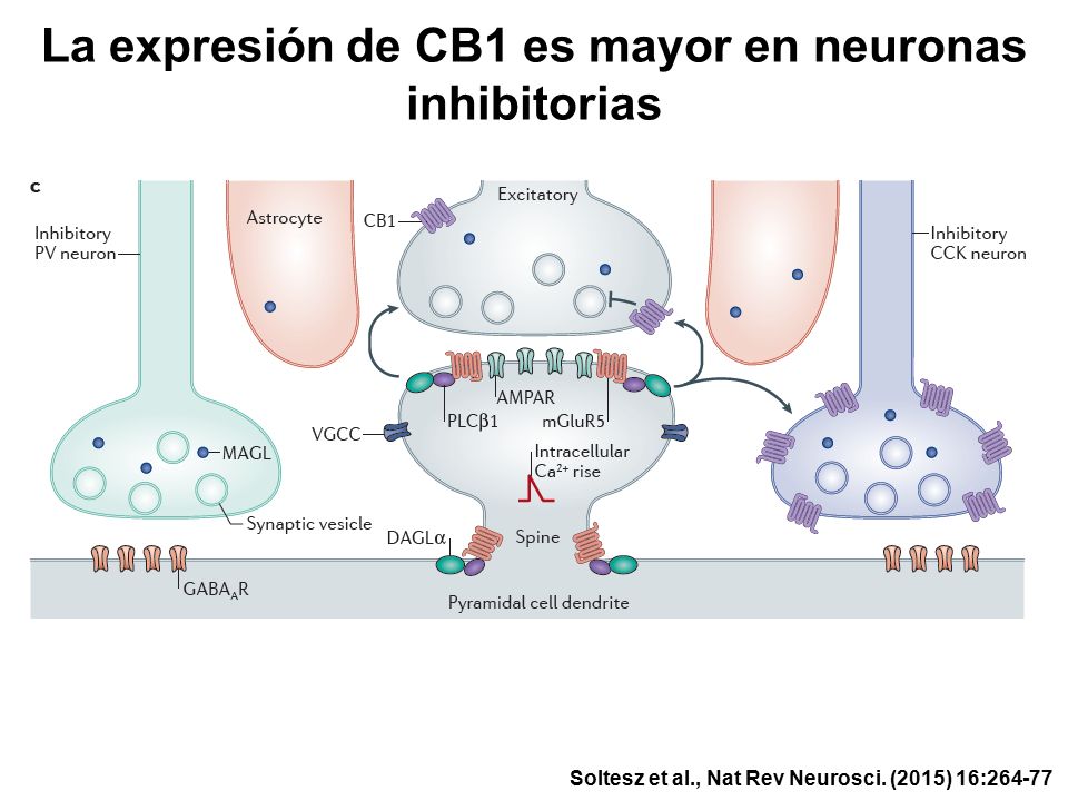 La expresión de CB1 es mayor en neuronas inhibitorias