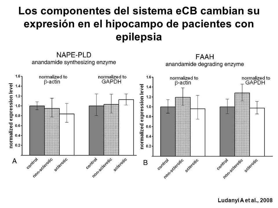 Los componentes del sistema eCB cambian su expresión en el hipocampo de pacientes con epilepsia