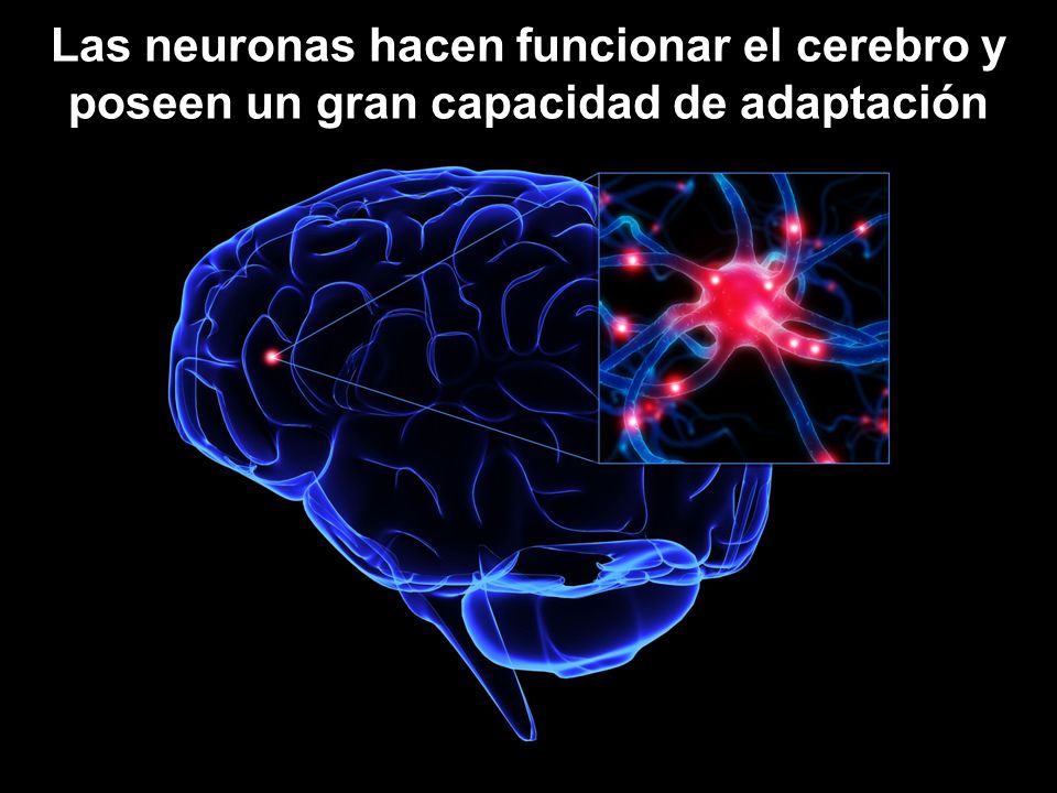 Las neuronas hacen funcionar el cerebro y poseen un gran capacidad de adaptación