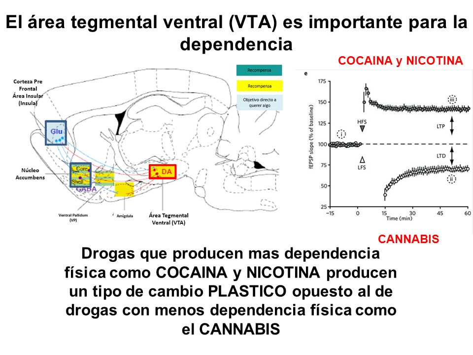 El área tegmental ventral (VTA) es importante para la dependencia