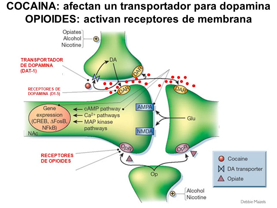 COCAINA: afectan un transportador para dopamina OPIOIDES: activan receptores de membrana