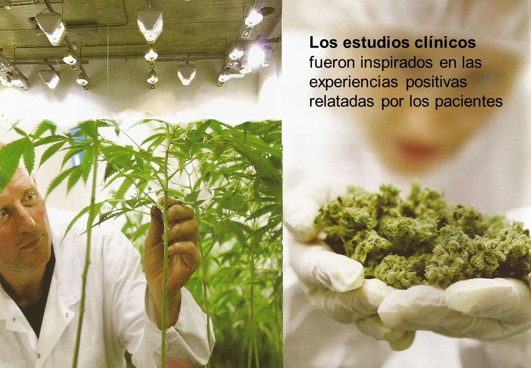 Los estudios clínicos fueron inspirados en las experiencias positivas relatadas por los pacientes