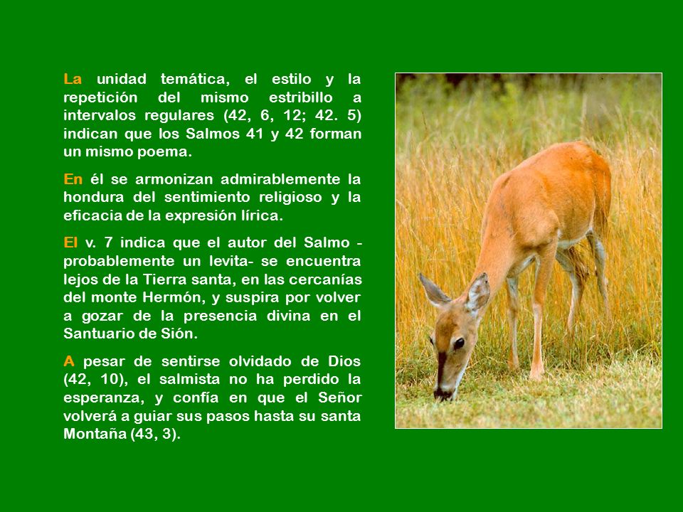 La unidad temática, el estilo y la repetición del mismo estribillo a intervalos regulares (42, 6, 12; 42. 5) indican que los Salmos 41 y 42 forman un mismo poema.