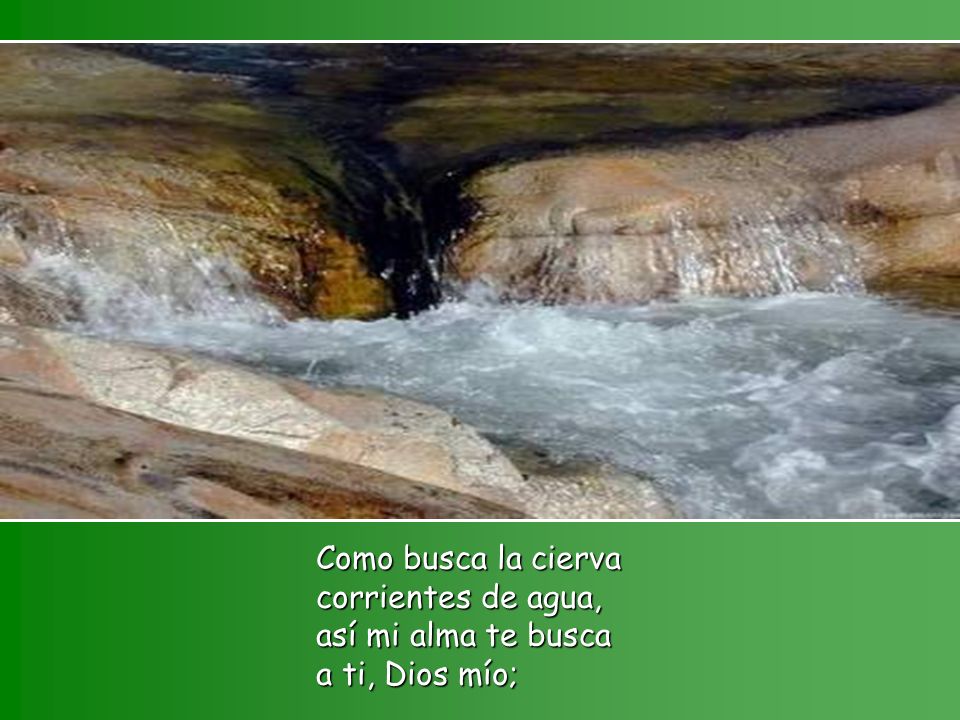Como busca la cierva corrientes de agua, así mi alma te busca a ti, Dios mío;