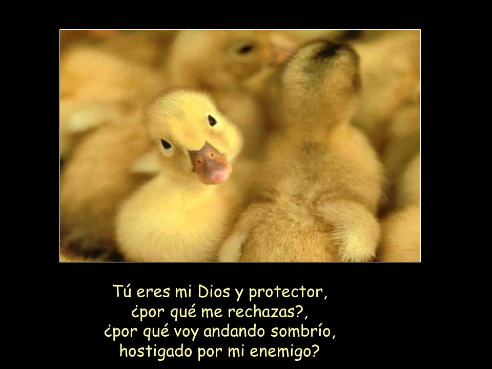 Tú eres mi Dios y protector, ¿por qué me rechazas