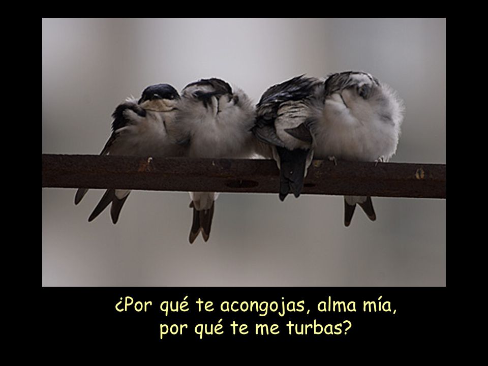 ¿Por qué te acongojas, alma mía, por qué te me turbas