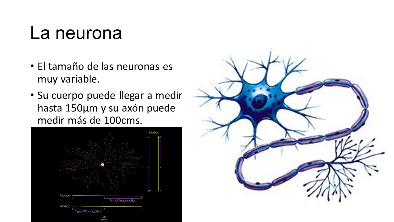 La neurona El tamaño de las neuronas es muy variable.