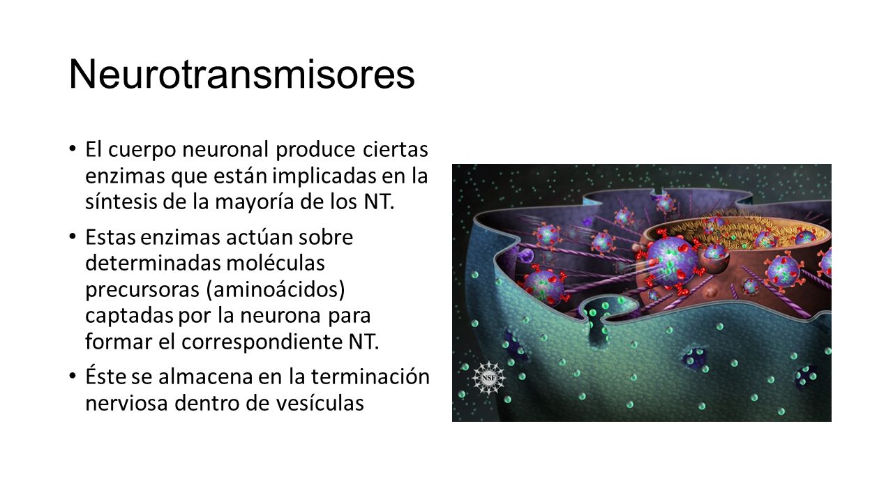 Neurotransmisores El cuerpo neuronal produce ciertas enzimas que están implicadas en la síntesis de la mayoría de los NT.