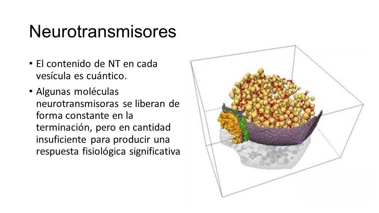 Neurotransmisores El contenido de NT en cada vesícula es cuántico.