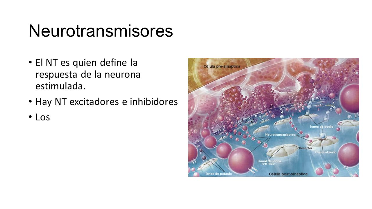 Neurotransmisores El NT es quien define la respuesta de la neurona estimulada. Hay NT excitadores e inhibidores.