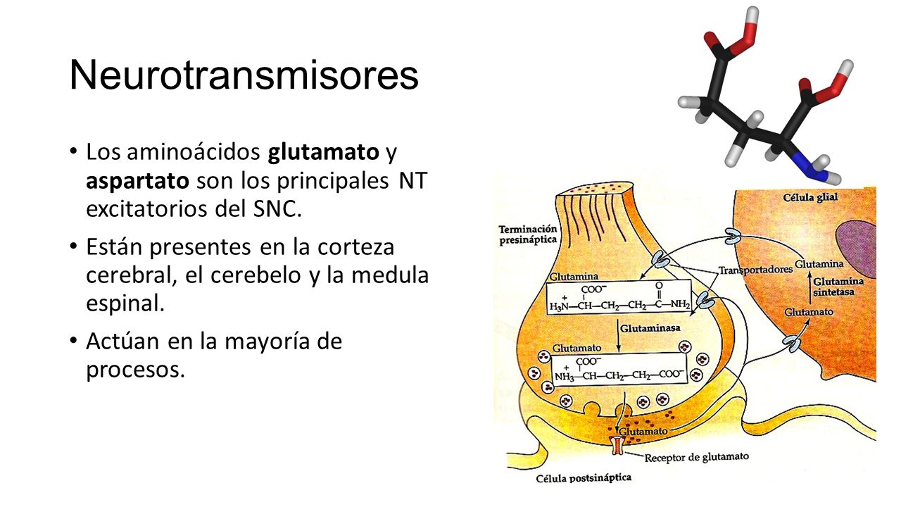Neurotransmisores Los aminoácidos glutamato y aspartato son los principales NT excitatorios del SNC.