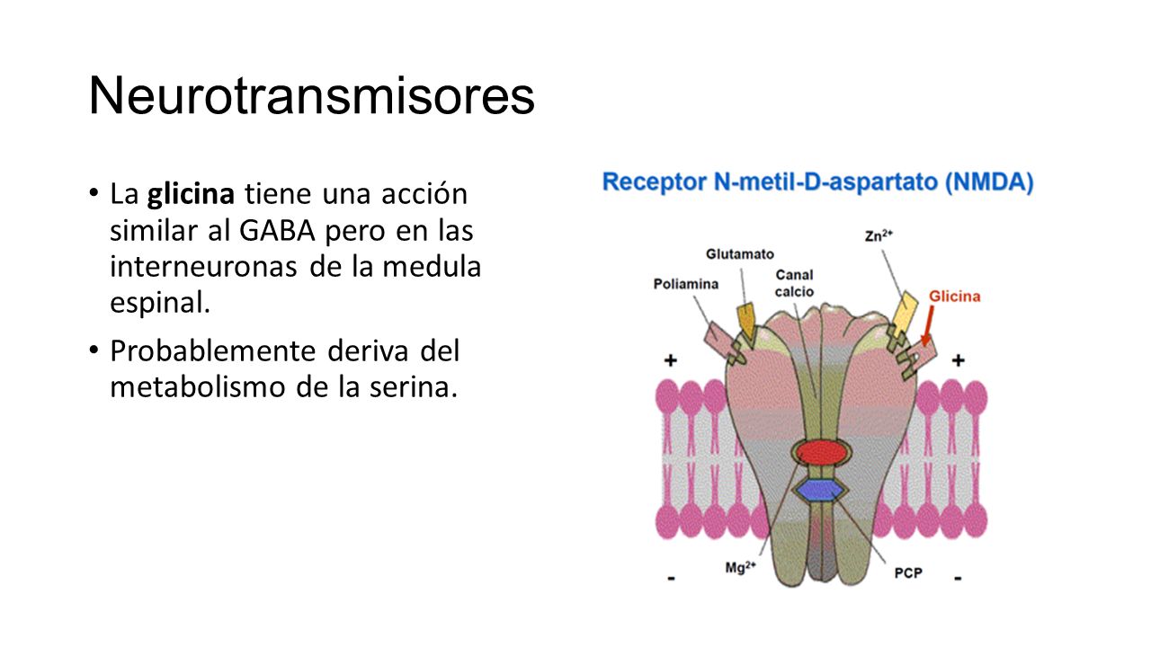 Neurotransmisores La glicina tiene una acción similar al GABA pero en las interneuronas de la medula espinal.