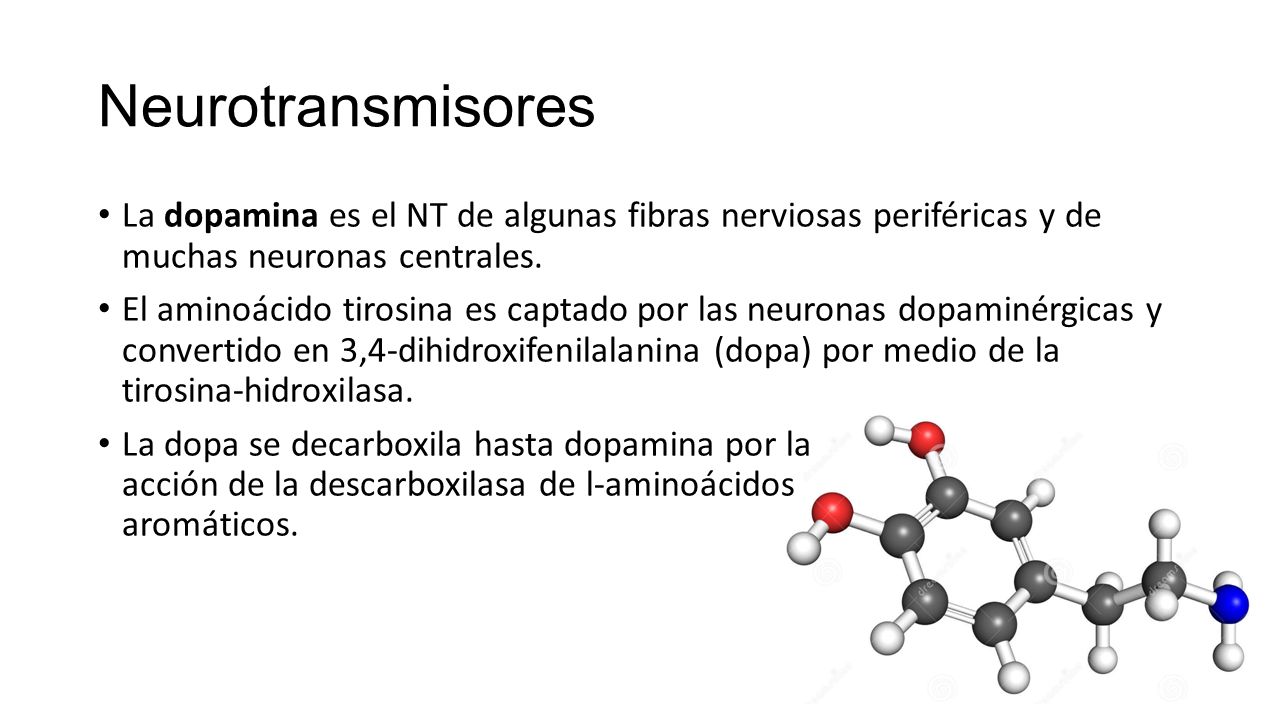 Neurotransmisores La dopamina es el NT de algunas fibras nerviosas periféricas y de muchas neuronas centrales.