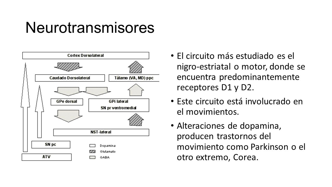 Neurotransmisores El circuito más estudiado es el nigro-estriatal o motor, donde se encuentra predominantemente receptores D1 y D2.