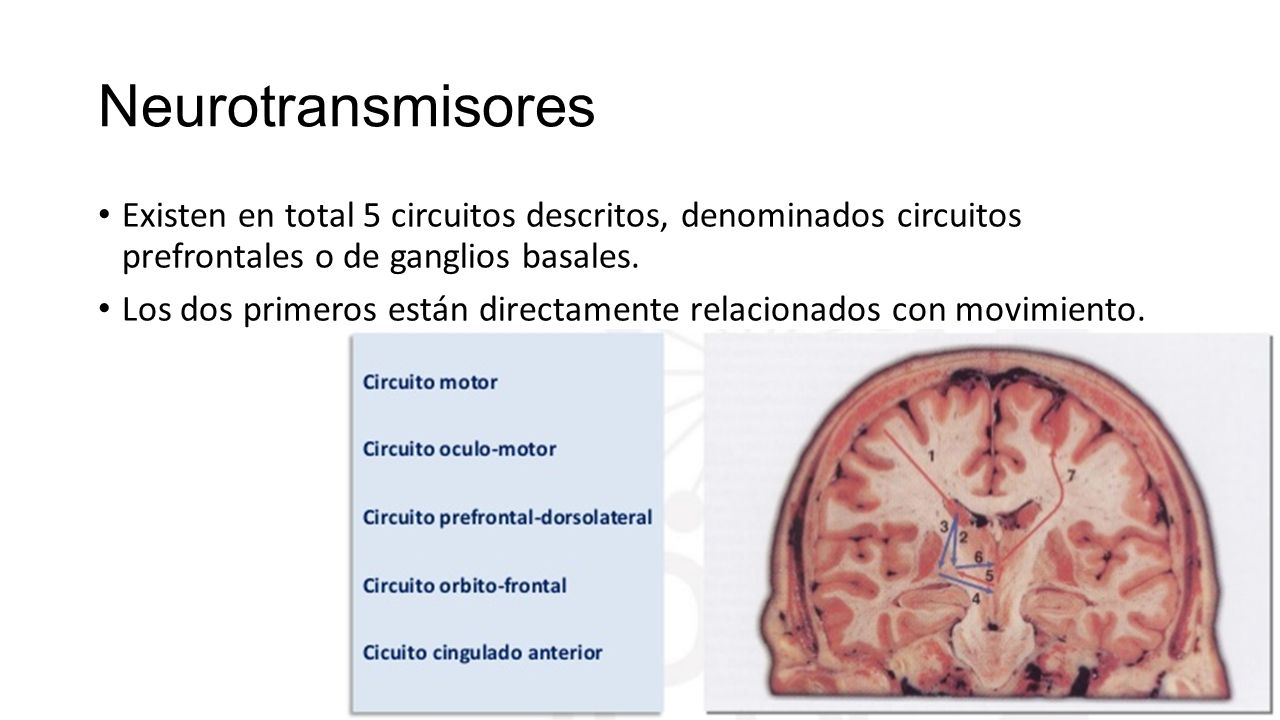 Neurotransmisores Existen en total 5 circuitos descritos, denominados circuitos prefrontales o de ganglios basales.