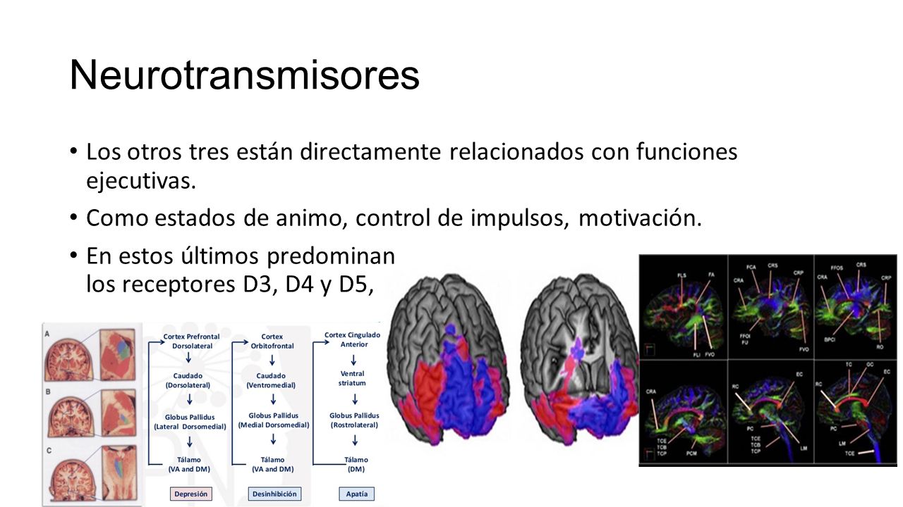 Neurotransmisores Los otros tres están directamente relacionados con funciones ejecutivas. Como estados de animo, control de impulsos, motivación.