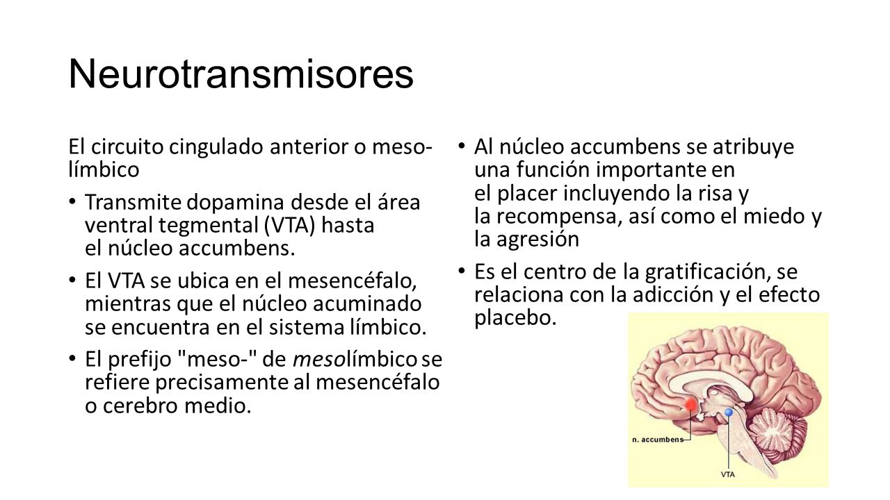 Neurotransmisores El circuito cingulado anterior o meso- límbico
