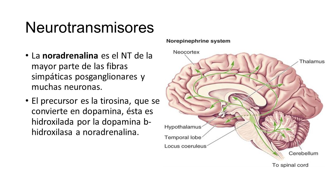 Neurotransmisores La noradrenalina es el NT de la mayor parte de las fibras simpáticas posganglionares y muchas neuronas.