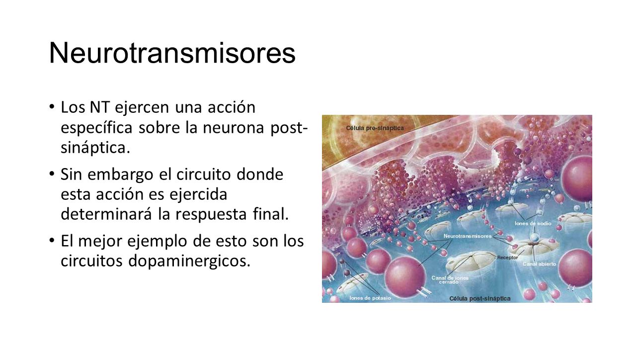 Neurotransmisores Los NT ejercen una acción específica sobre la neurona post- sináptica.