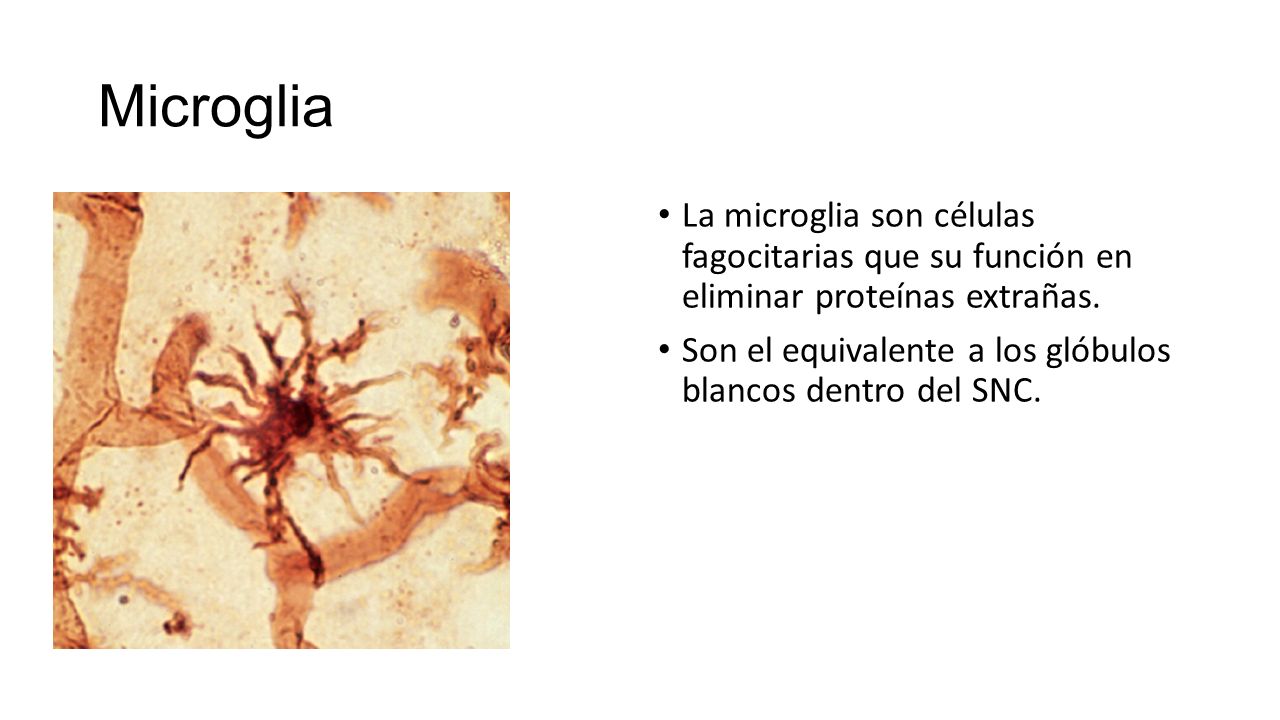 Microglia La microglia son células fagocitarias que su función en eliminar proteínas extrañas.